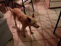 Totally Crazy Dog Totally Crazy Dog