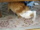 Cuteness Fighting Cuteness Fighting