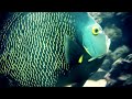 Fisch Becken Fishtanks Allwetterzoo Münster filmed with Canon HG10