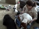 Poppy, Charlotte & Tux Play Time.wmv