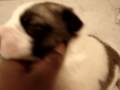 videos de OVCHARKA FEMALES PUPS@10DAYS BEING WORMED