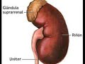 Aparato excretor