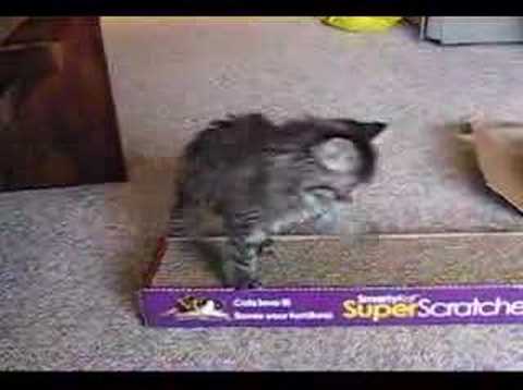 Play-kitty