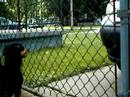 Me and My Dog