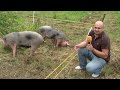 Ko prašički podpirajo človeško lenobo