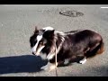 shetland sheepdog sheltie ?????????????????????????????