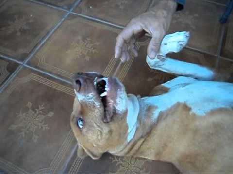 ataque de pitbull
