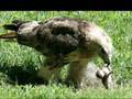 Predator & Prey