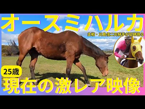 超大物牝馬が当日取消で大混乱も…完璧な逃げ勝利のダイワスカーレット