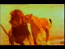 Advertisement - Lion beer