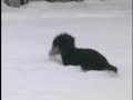 I Feel Good - Dachshunds at Large! I Feel Good - Dachshunds at Large!