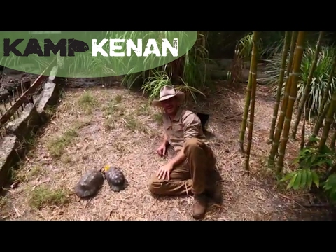 YouTube reptile video