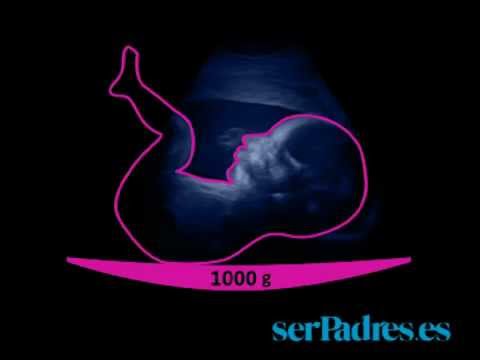 El desarrollo del feto en las semanas 25 -28 de embarazo