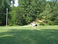 Drum Horse Bareback Riding at a Trot Drum Horse Bareback Riding at a Trot
