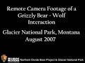 Lone Wolf vs Sow Grizzly with cubs for Elk Carcass