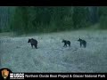 Lone Wolf vs Sow Grizzly with cubs for Elk Carcass