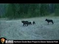 Lone Wolf vs Sow Grizzly with cubs for Elk Carcass