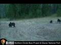 Lone-Wolf-vs-Sow-Gri