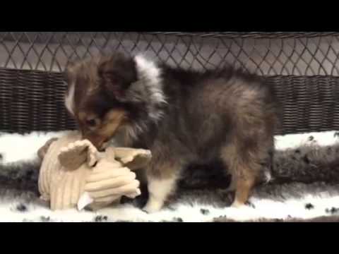 Prefect for any family! Precious Sheltie puppy