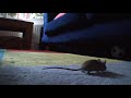 muis in huis