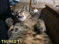 super sleepy cat!!!