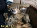 super sleepy cat!!!
