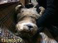 super sleepy cat!!!