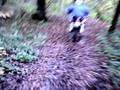 videos de Sassi Bianchi Fine