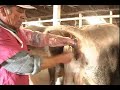 Umachiri, Desarrollo en el Manejo Vacuno Umachiri, Desarrollo en el Manejo Vacuno