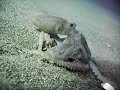Anse Chastanet Octopus Anse Chastanet Octopus