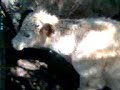 Servi�o de campo no Santo Ant�nio