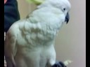 Cookie Eating Pear