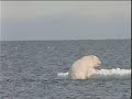 Savetheearth.org Polar Bear