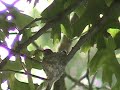 Hummingbirds (Big A and Tater) Hummingbirds (Big A and Tater)