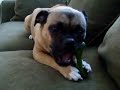 Pug Rat Terrier mix enjoys Greenie Emma Pug Rat Terrier mix enjoys Greenie Emma