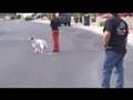 Fearful Timid dogs