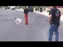 how to train fearful dog