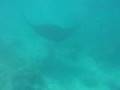 マンタ グレーバリアリーフ/Manta rays at the Great Barrier Reef