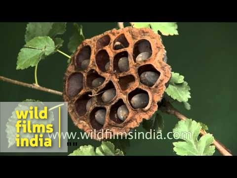 Very ripe lotus seeds ready for dispersal