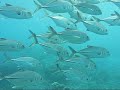 Freediving Oahu Freediving Oahu
