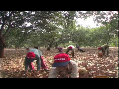 how to harvest cashews