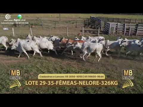 548� LEIL�O VIRTUAL MB LEIL�ES