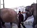 Ringling Drives Zee-Donks Crazy/They Escape Ringling Drives Zee-Donks Crazy/They Escape
