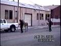 Ringling Drives Zee-Donks Crazy/They Escape