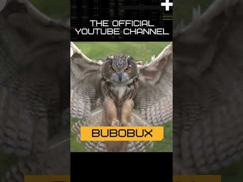 bubobux official short bubobux official short