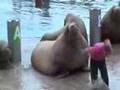 Dolfinarium Harderwijk