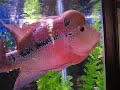 1770 Red Dragon Flowerhorn WJY \" Fuk Luk Sau \" 1770 Red Dragon Flowerhorn WJY \" Fuk Luk Sau \"