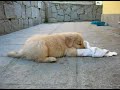 55 day old golden retriever puppies video clip