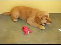 55 day old golden retriever puppies video clip