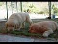 55 day old golden retriever puppies video clip